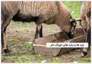باید و نبایدهای خوراک دام: راهنمای جامع انتخاب خوراک دام مناسب و اقتصادی