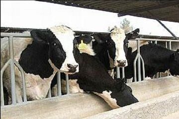 دامداریهای تهران از تسهیلات ۱۴ درصدی بهرهمند میشوند