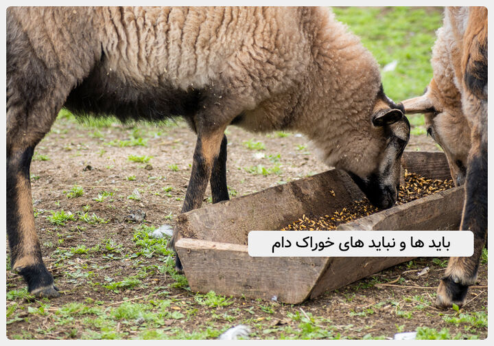 باید و نبایدهای خوراک دام: راهنمای جامع انتخاب خوراک دام مناسب و اقتصادی باید و نبایدهای خوراک دام: راهنمای جامع انتخاب خوراک دام مناسب و اقتصادی