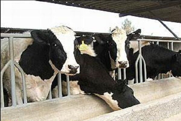دامداریهای تهران از تسهیلات ۱۴ درصدی بهرهمند میشوند دامداریهای تهران از تسهیلات ۱۴ درصدی بهرهمند میشوند