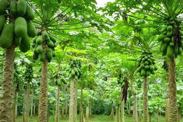 ۴ محصول جدید در آبادان کشت میشود| از کاهش واردات تا توسعه گردشگری کشاورزی