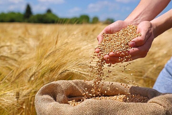 خرید تضمینی گندم از ۱.۵ میلیون تن گذشت| پیشبینی تولید ۱۲ میلیون تن خرید تضمینی گندم از ۱.۵ میلیون تن گذشت| پیشبینی تولید ۱۲ میلیون تن