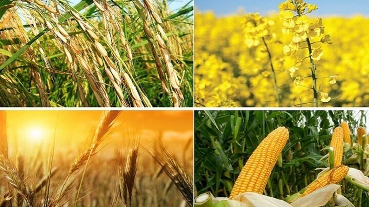 عملکرد شوراهای راهبردی تحقیقات کشاورزی بهبود مییابد عملکرد شوراهای راهبردی تحقیقات کشاورزی بهبود مییابد