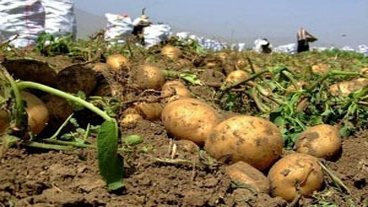 دستهای خالی سیبزمینی کاران و جیبهای انباشته دلال؛ اقتصاد گلستان نیازمند جراحی است
