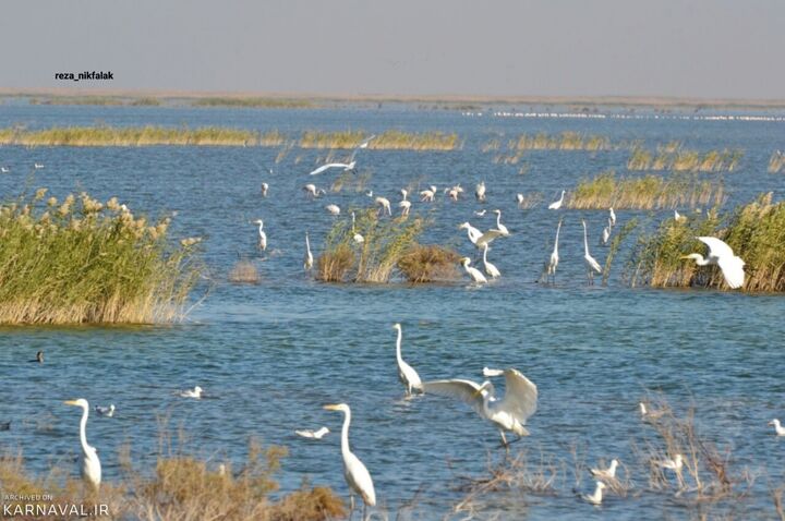 بازگشت زندگی به هورالعظیم بازگشت زندگی به هورالعظیم