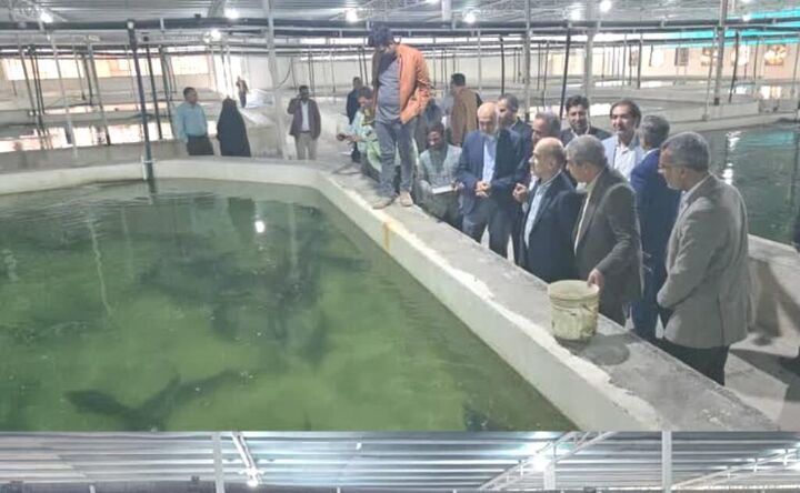 تولید ۲۰ هزار تن گوشت ماهیان خاویاری در برنامه هفتم توسعه هدفگذاری شد تولید ۲۰ هزار تن گوشت ماهیان خاویاری در برنامه هفتم توسعه هدفگذاری شد