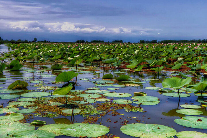 تالابهای گلستان در آستانه فاجعهای شبیه دریاچه ارومیه هستند تالابهای گلستان در آستانه فاجعهای شبیه دریاچه ارومیه هستند