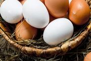 قیمت مصوب جدید تخم مرغ به زودی اعلام می‌شود