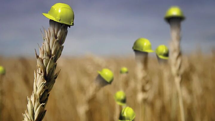 بیمه فراگیر گندم اجرا می‌شود؟