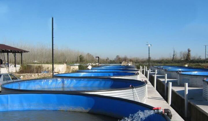 افتتاح طرحهای پرورش ماهی در استخرهای دو منظوره روستای قصبه منیعات افتتاح طرحهای پرورش ماهی در استخرهای دو منظوره روستای قصبه منیعات