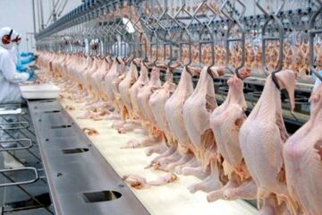 قیمت انواع مرغ ۶ شهریور ۱۴۰۴