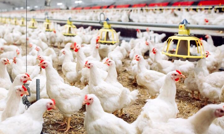 تولید ماهانه مرغ به ۲۸۰ هزارتن رسید تولید ماهانه مرغ به ۲۸۰ هزارتن رسید