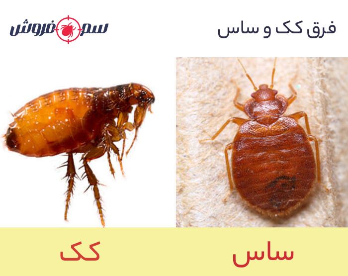 فرق کک و ساس چیست