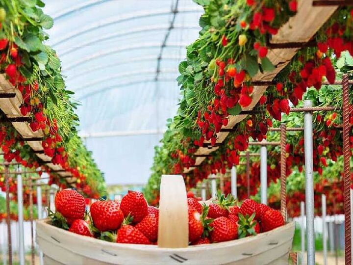 واگذاری ۳۴۶ هکتار زمین برای احداث بزرگترین مجتمع گلخانهای کشور در مغان واگذاری ۳۴۶ هکتار زمین برای احداث بزرگترین مجتمع گلخانهای کشور در مغان