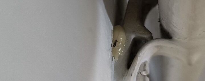 بهترین زمان برای سمپاشی سوسک بهترین زمان برای سمپاشی سوسک