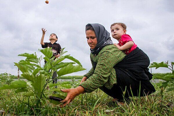 هشدار درباره افزایش زنان سرپرست خانوار هشدار درباره افزایش زنان سرپرست خانوار