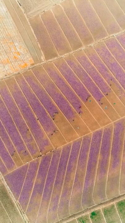 گل های بنفش و طلای سرخ برداشت زعفران از دل زمین های بنفش خراسان رضوی گل های بنفش و طلای سرخ برداشت زعفران از دل زمین های بنفش خراسان رضوی