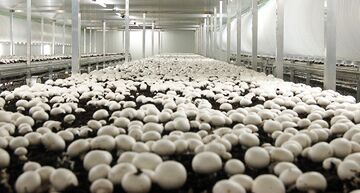 قیمت هرکیلو قارچ برای مصرف کننده به ۲۲۰ هزارتومان رسید