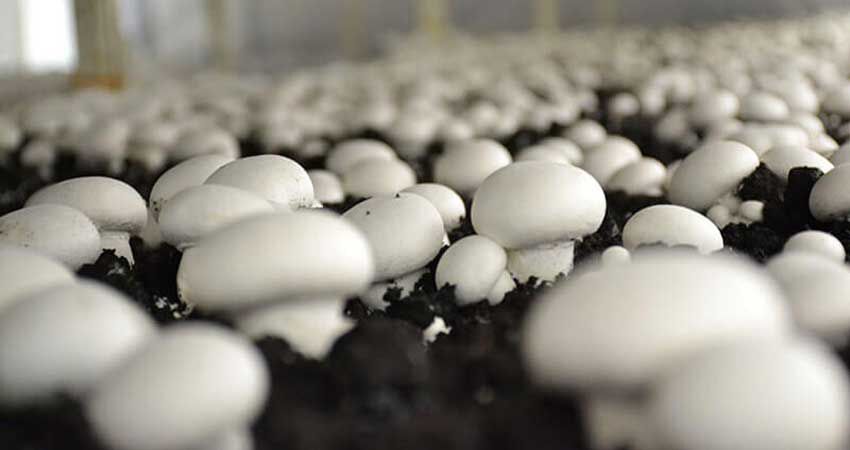 کمبود مواد اولیه عامل اصلی کاهش توزیع قارچ