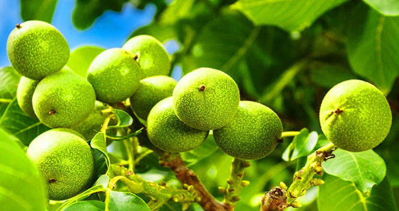 خرید نهال گردو یارانه ای جهاد کشاورزی تنها با ۶۷ هزار تومان