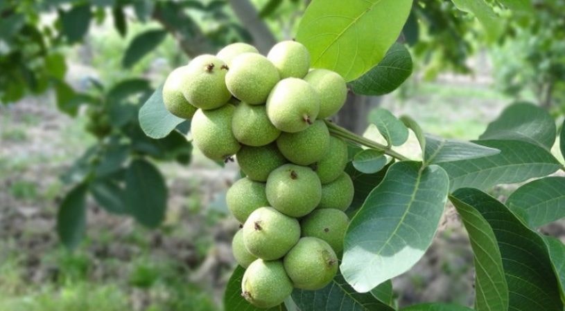 آخرین فرصت خرید نهال یارانه ای گردو اصلاح شده در سالم نهال فقط ۶۵ هزارتومان