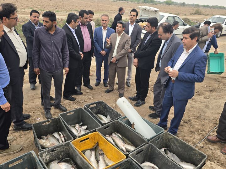 آبادان در مسیر تبدیل به قطب پرورش ماهی قزل آلا | ایجاد فرصت اقتصادی برای روستائیان