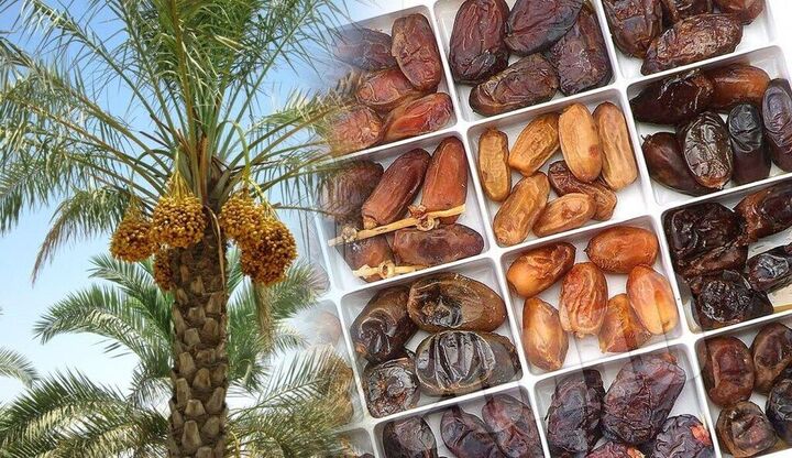 قیمت خرما در میادین میوه و تره بار تهران اعلام شد