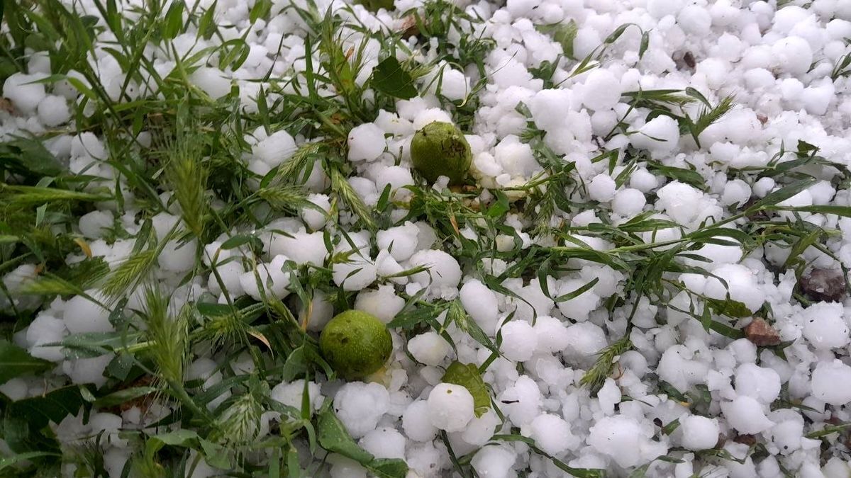 هجوم «سرما» به استان سمنان| برای نجات باغات فقط ۴۸ ساعت فرصت است