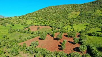 تعیین تکلیف بیش از ۳۳۰ هزار هکتار از اراضی کشاورزی خرم‌آباد