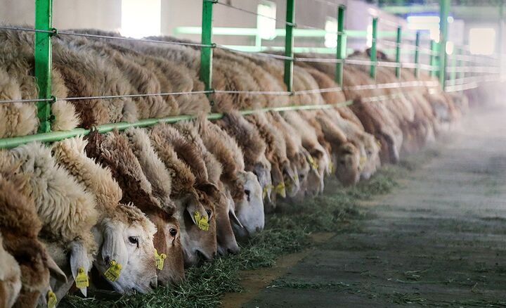 ایران چهارمین تولیدکننده دام سبک در دنیاست ایران چهارمین تولیدکننده دام سبک در دنیاست