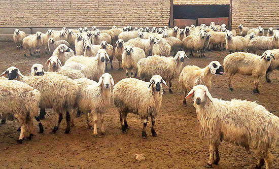 بازار دام در رکود به سر می‌برد