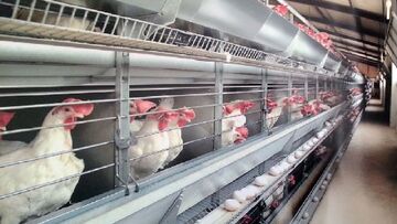 معاون وزیر جهاد: قیمت تخم مرغ با افزایش تولید تثبیت می‌شود