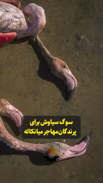 پتروشیمی میانکاله، قاتل فلامینگوهای مهاجر پتروشیمی میانکاله، قاتل فلامینگوهای مهاجر