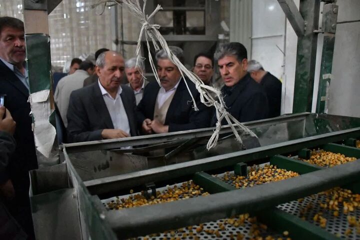 ۹۹ درصد لپه کشور در آذرشهر تولید می شود ۹۹ درصد لپه کشور در آذرشهر تولید می شود