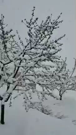 بارش شدید برف در ماهنشان و وارد شدن خسارت به باغات