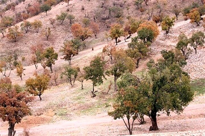 نابودی یک میلیون هکتار جنگل زاگرسی در اثر خشکسالی نابودی یک میلیون هکتار جنگل زاگرسی در اثر خشکسالی