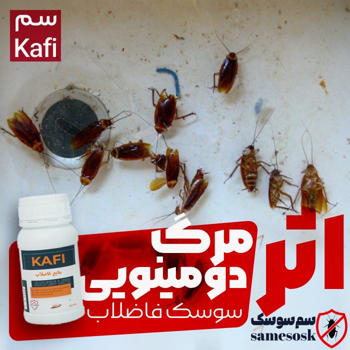 اثر دومینویی سم فاضلاب Kafi در نابودی سایر سوسک‌های فاضلاب
