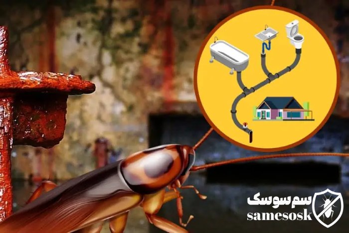 علائم سوسک فاضلاب در خانه