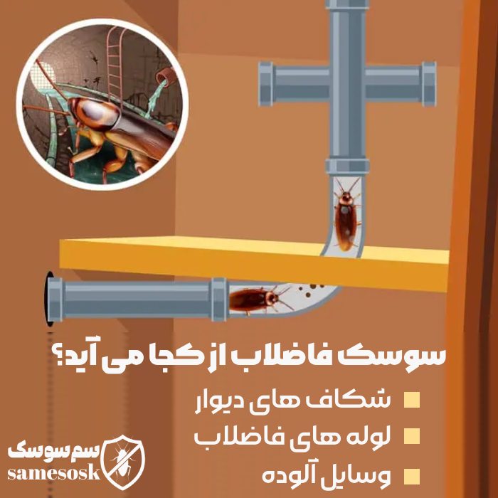 سوسک فاضلاب از کجا میاد