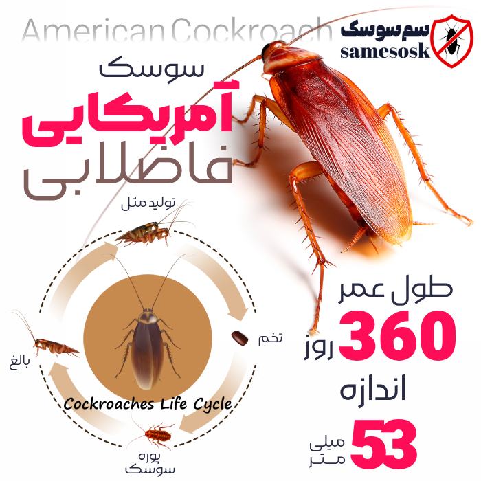 عکس سوسک فاضلاب - سوسک آمریکایی - چرخع عمر سوسک فاضلاب