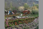 کوهپایه های البرز میزبان چهارمین جشنواره گل ها شد