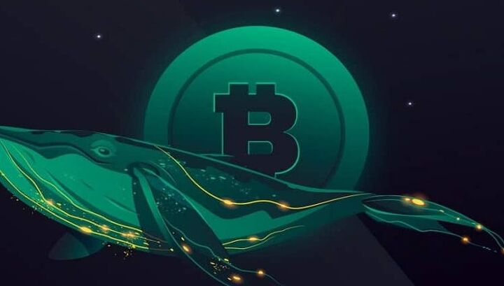 نهنگ‌ها در حال خرید، صعود بیت کوین در راه است؟