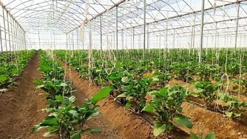 ۲۰ هزار میلیارد ریال برای احداث گلخانه چهارمحال و بختیاری سرمایه‌گذاری شد
