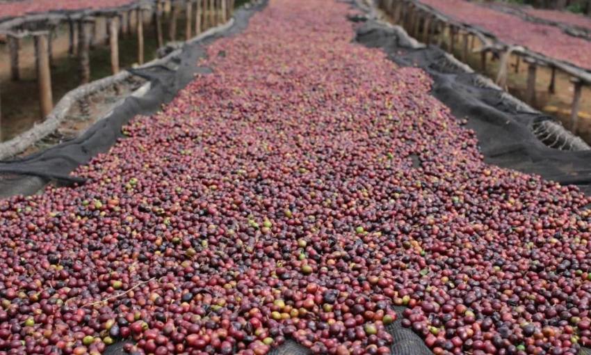 خرید قهوه برای کافی شاپ با بهترین قیمت