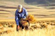 خرید تضمینی گندم در بیله سوار به بیش از ۲۵ هزار تن رسید