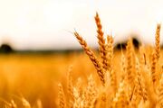 ۳۴۶ محموله گندم به سیلوهای استان مرکزی تحویل شد