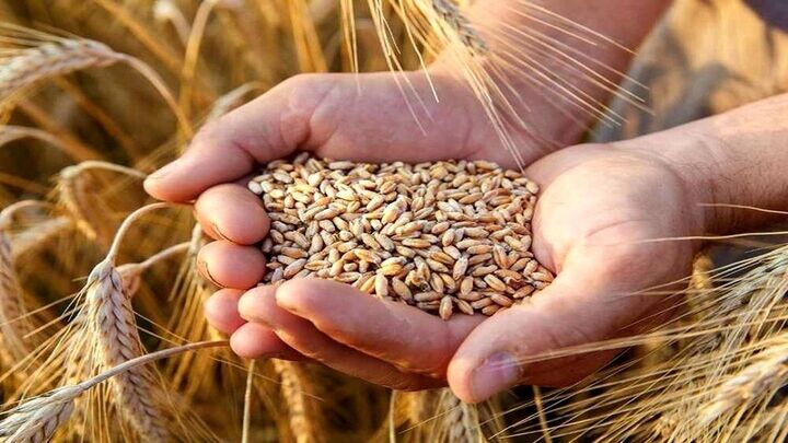 خرید تضمینی ۳۶۱ هزار تن گندم در کردستان|پرداخت وجه گندم در استان هنوز آغاز نشده است