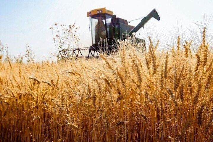 ۴۰ مرکز خرید تضمینی گندم در استان اردبیل راه‌اندازی شد
