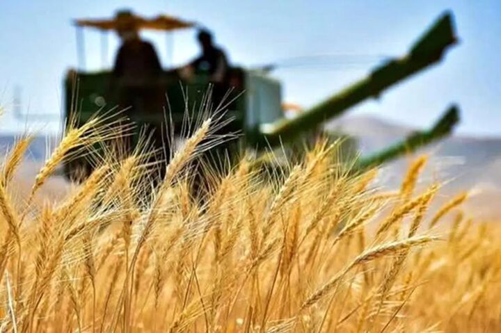 چشم انداز جهانی گندم؛ رشد حاشیهای تولید و کاهش ذخایر| پیش بینی فائو از تولید گندم ایران چشم انداز جهانی گندم؛ رشد حاشیهای تولید و کاهش ذخایر| پیش بینی فائو از تولید گندم ایران