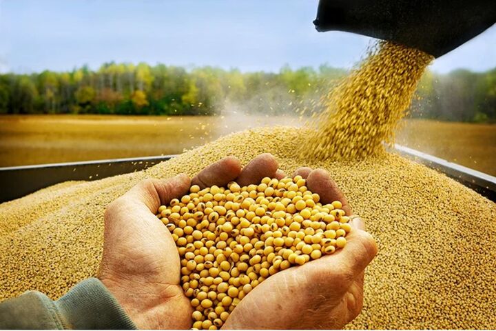 چشم‌انداز بازار جهانی غلات در سال ۲۰۲۵؛ بازده بالا، حاشیه سود کم و افزایش ریسک‌ها